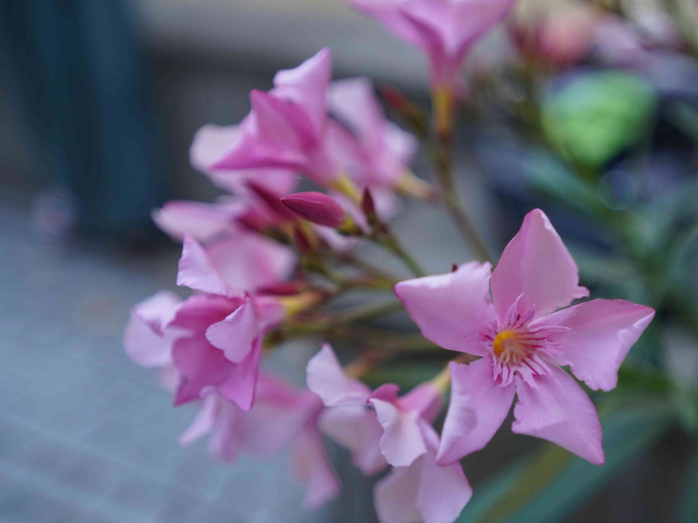 Nahaufnahme mehrerer rosa Blüten aus Else’s Fotowerkstatt.