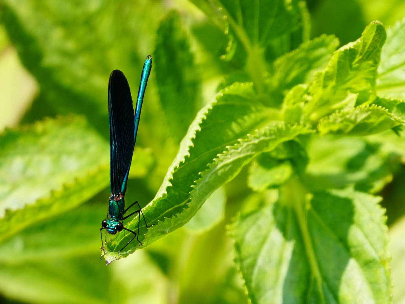 Nahaufnahme von einer blauschwarzen Libelle auf einem grünen Blatt aus Else’s Fotowerkstatt.