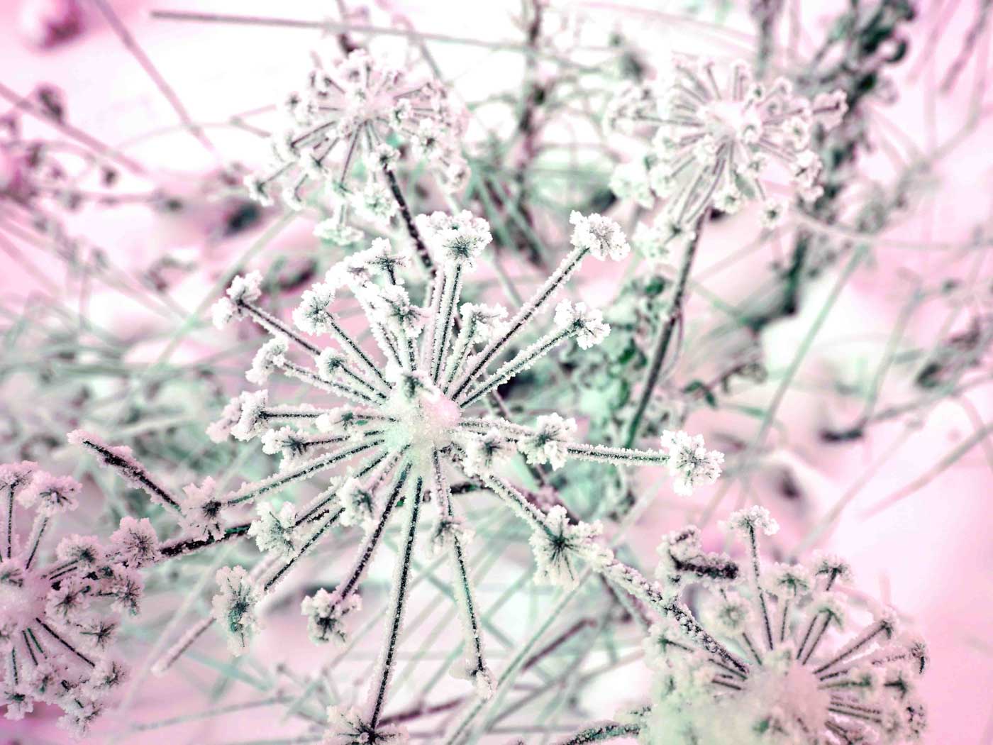 Makrofotografie von Schneekristallen auf vertrockneten Blüten aus Else’s Fotowerkstatt.